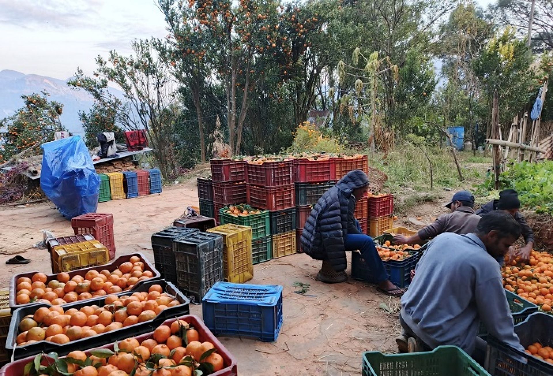 व्यापारीले बगानबाटै उठाउँछन् देउपुरका सुन्तला, एकै व्यक्तिले कमाउँछन् पाँच लाखसम्म 